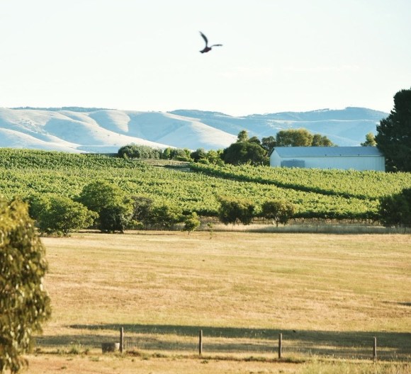 McLaren Vale