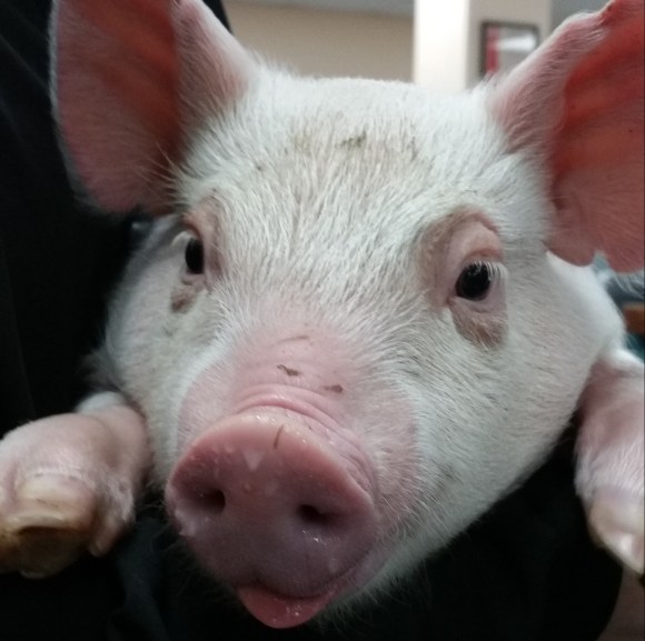 pig