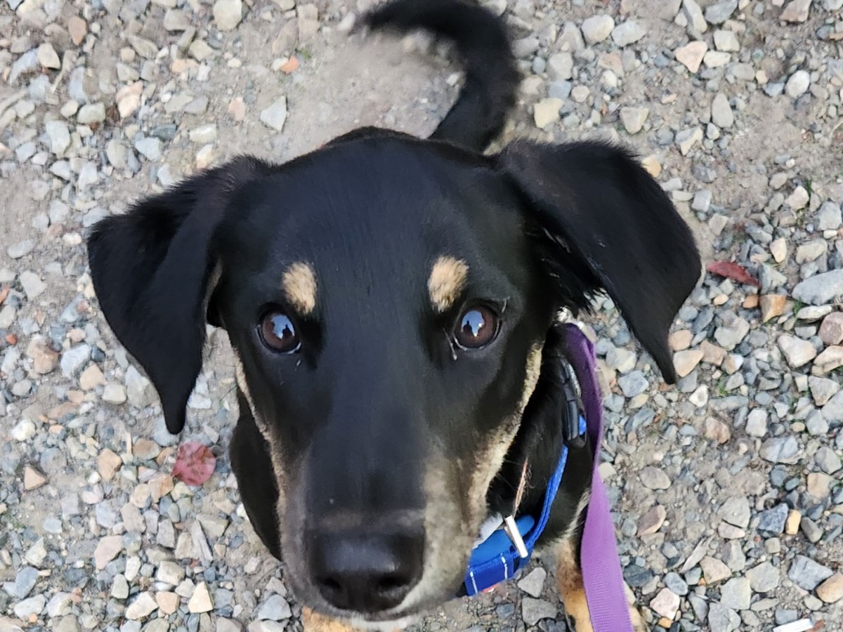 One Woman and her&nbsp;Dog
